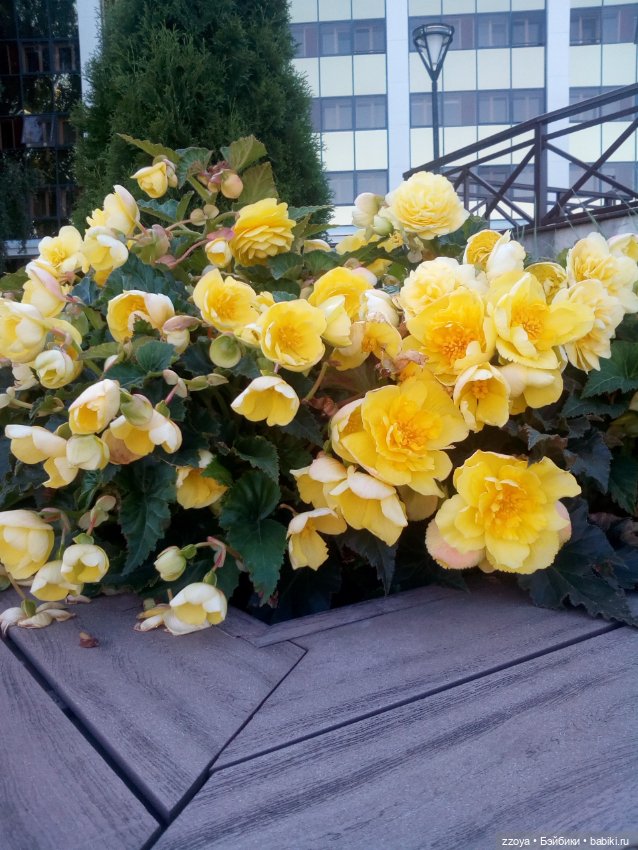 Zzoykina квартира - Ласочка