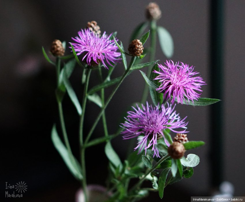 Девочка? Мальчик? Кора? Калеб