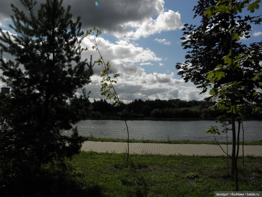 Очень необычный гибрид Lollipop Girls (фото 4)