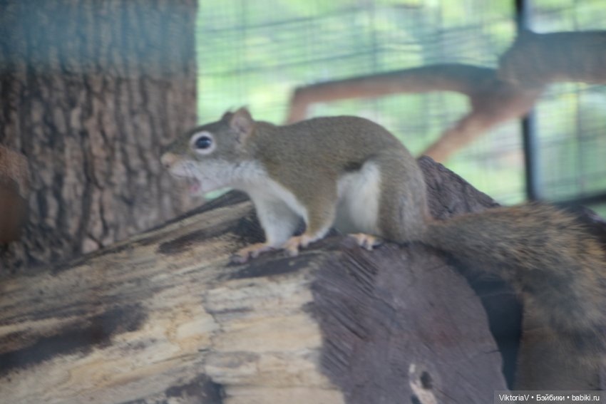 Прогулка по Калининграду (часть первая)