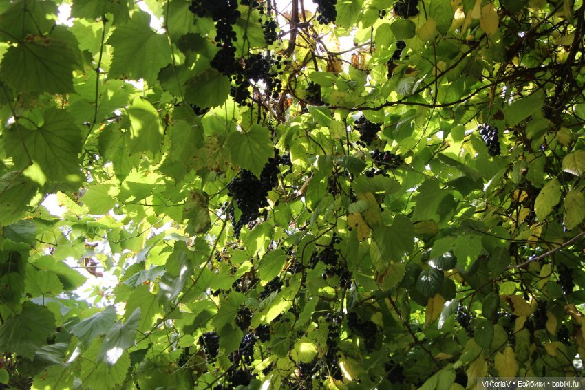 Прогулка по Калининграду (часть первая)