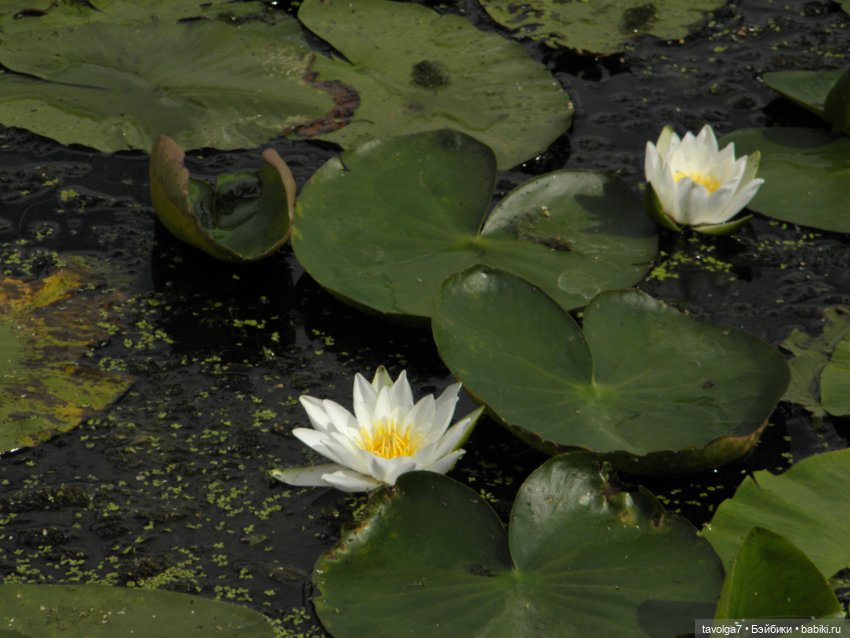 Очень необычный гибрид Lollipop Girls (фото 5)