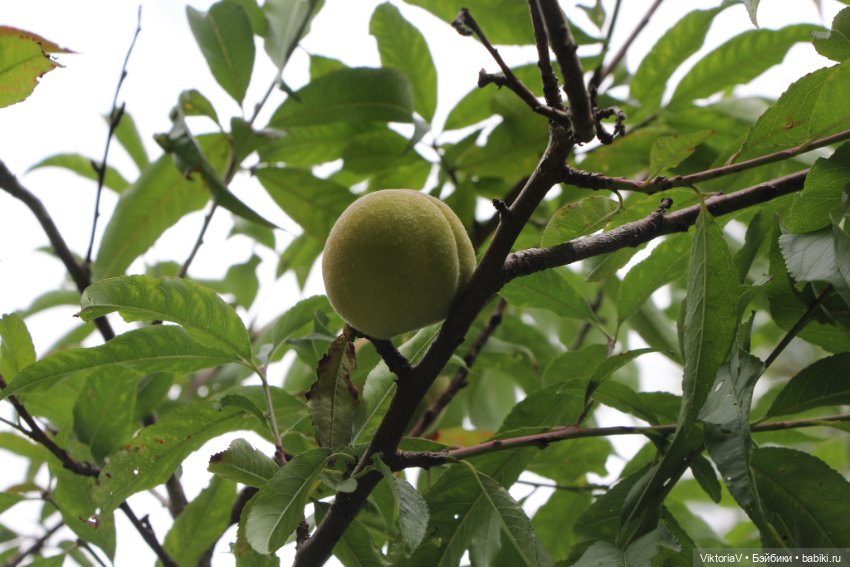 Прогулка по Калининграду (часть первая)