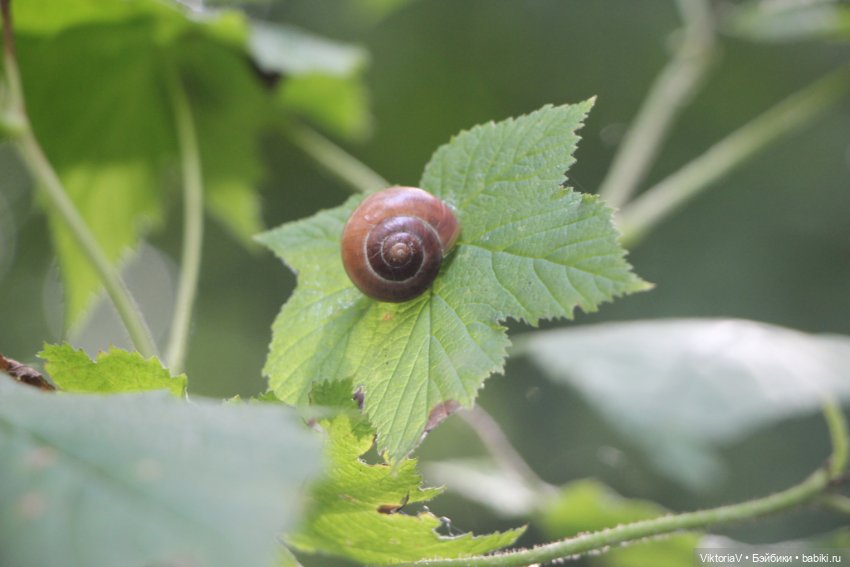 Прогулка по Калининграду (часть первая)