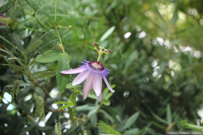 Прогулка по Калининграду (часть первая)