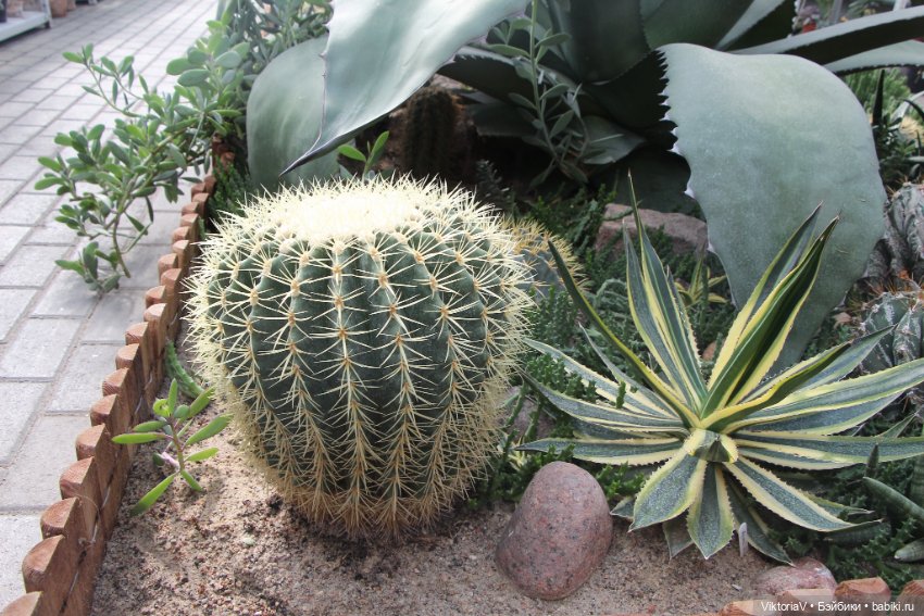 Прогулка по Калининграду (часть первая)