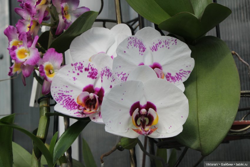 Прогулка по Калининграду (часть первая)