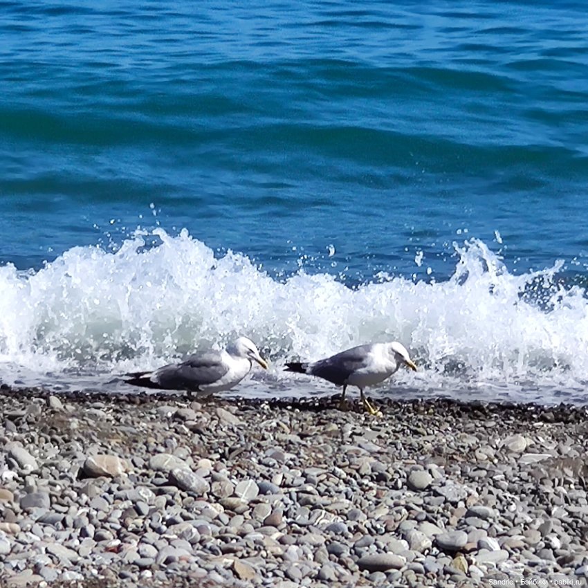 Две недели одного лета — Куклы Iplehouse (Иплхаус): BJD (БЖД) (фото 5)