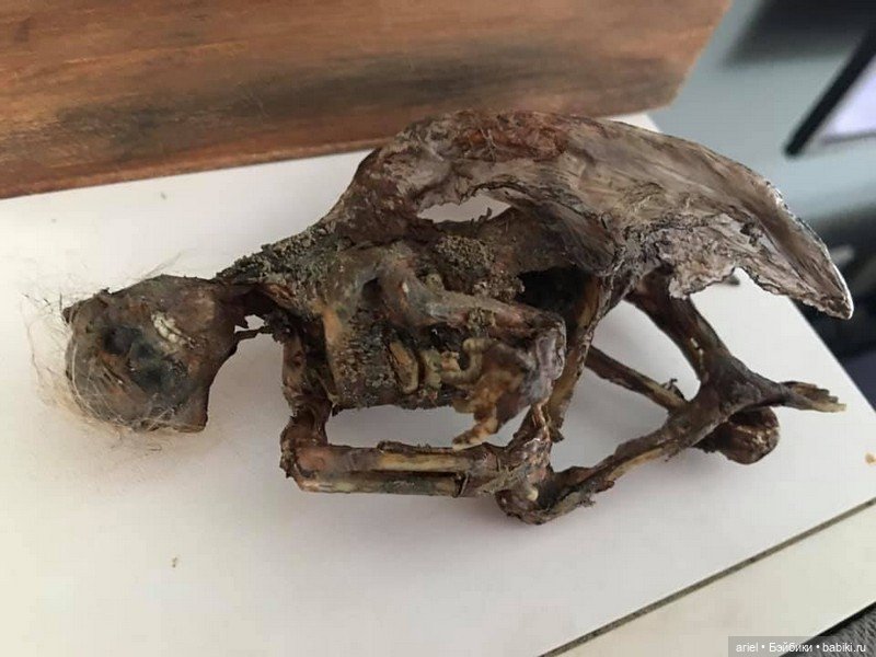 Куклы от Vetti's Freak Dolls