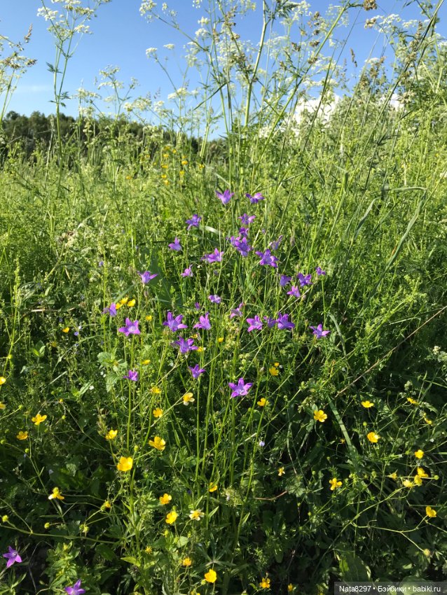 Плюшечки и лето. Лили и Изабелла от Heidi Plusczok (фото 7)