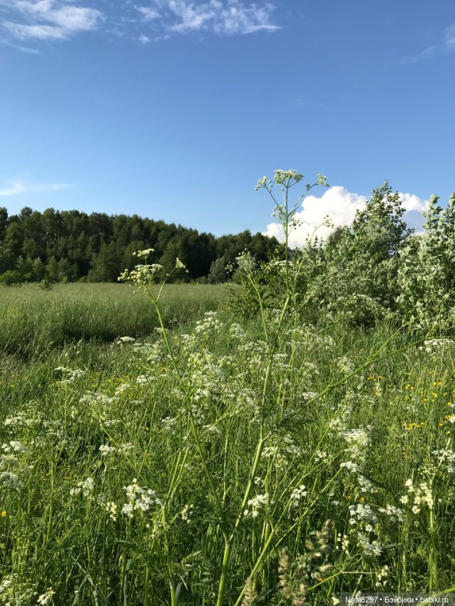 Плюшечки и лето. Лили и Изабелла от Heidi Plusczok (фото 9)