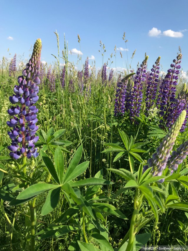 Белла и люпины. Куколка Ruby Red