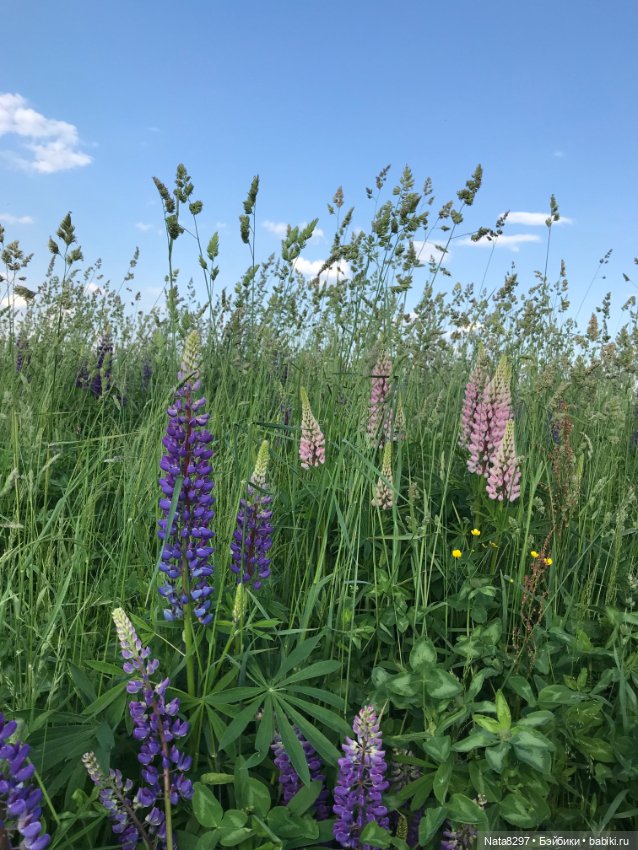 Белла и люпины. Куколка Ruby Red