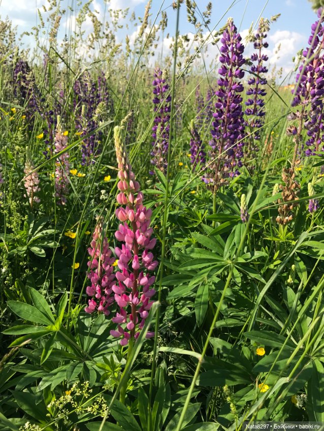 Белла и люпины. Куколка Ruby Red