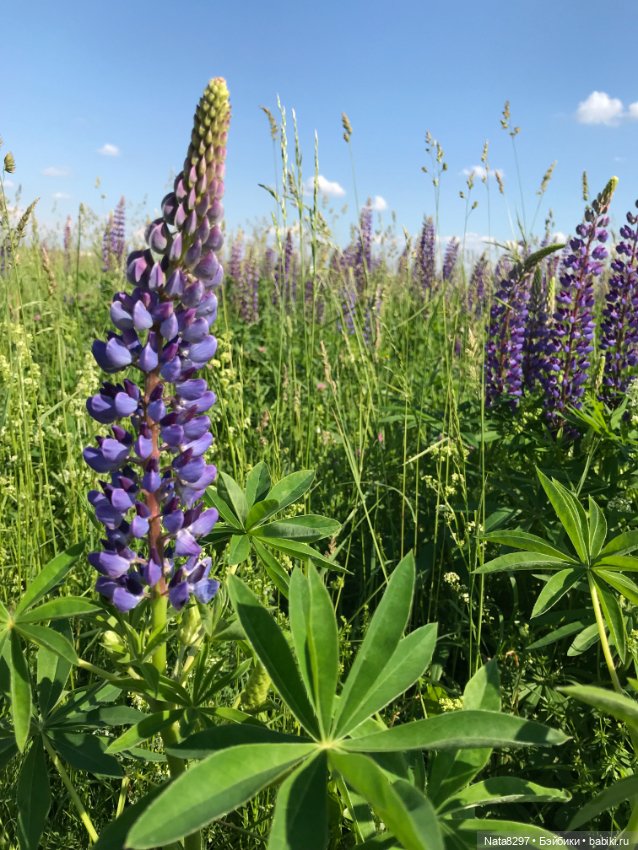 Белла и люпины. Куколка Ruby Red (фото 2)