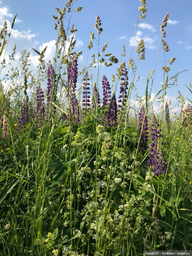 Белла и люпины. Куколка Ruby Red