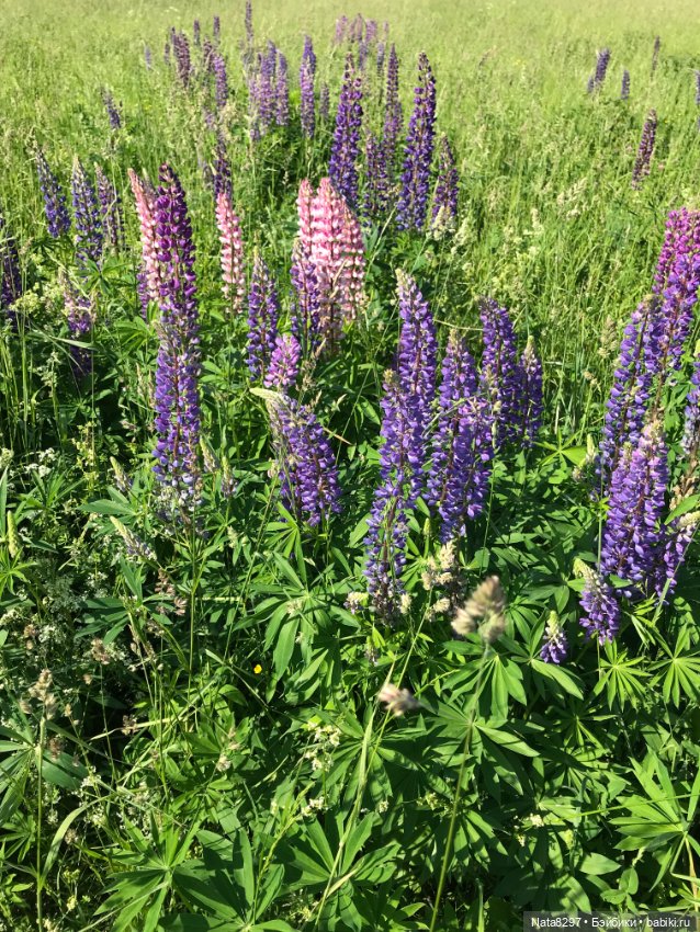 Белла и люпины. Куколка Ruby Red (фото 4)