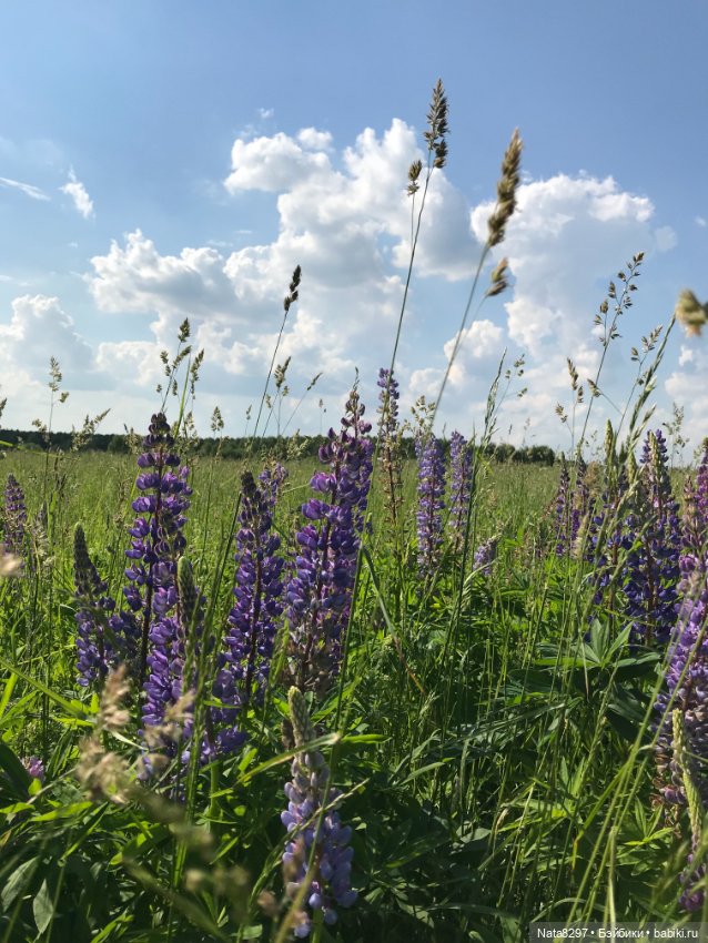 Белла и люпины. Куколка Ruby Red