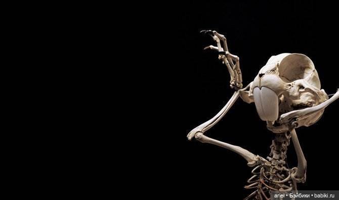 Скелеты мультяшек от корейского скульптора Hyungkoo Lee (фото 5)