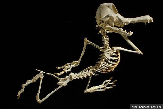 Скелеты мультяшек от корейского скульптора Hyungkoo Lee (фото 7)