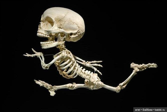 Скелеты мультяшек от корейского скульптора Hyungkoo Lee (фото 8)