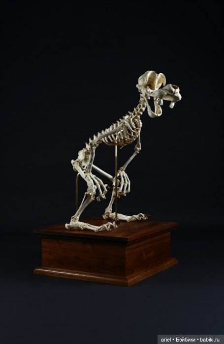 Скелеты мультяшек от корейского скульптора Hyungkoo Lee (фото 4)