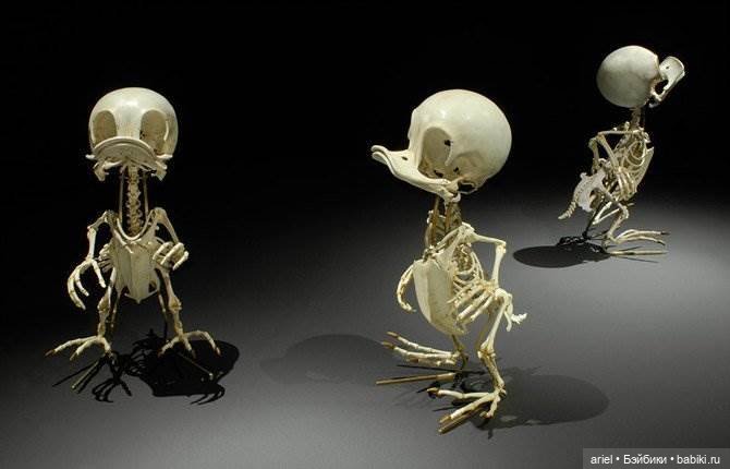 Скелеты мультяшек от корейского скульптора Hyungkoo Lee (фото 3)