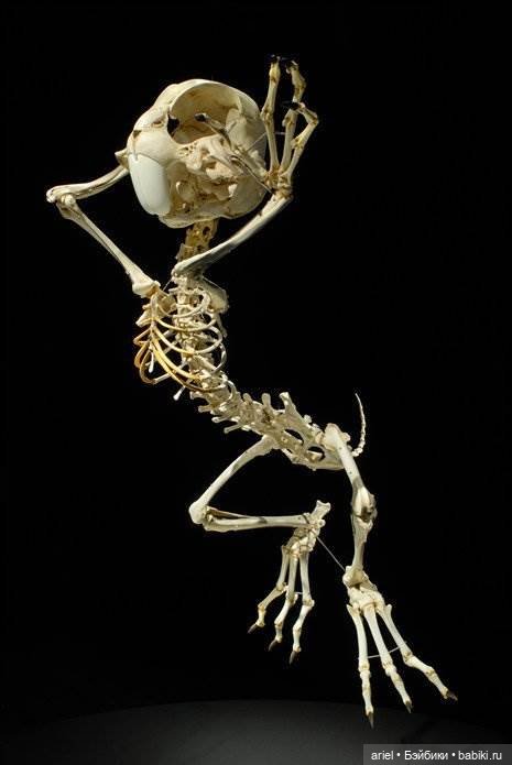 Скелеты мультяшек от корейского скульптора Hyungkoo Lee (фото 6)