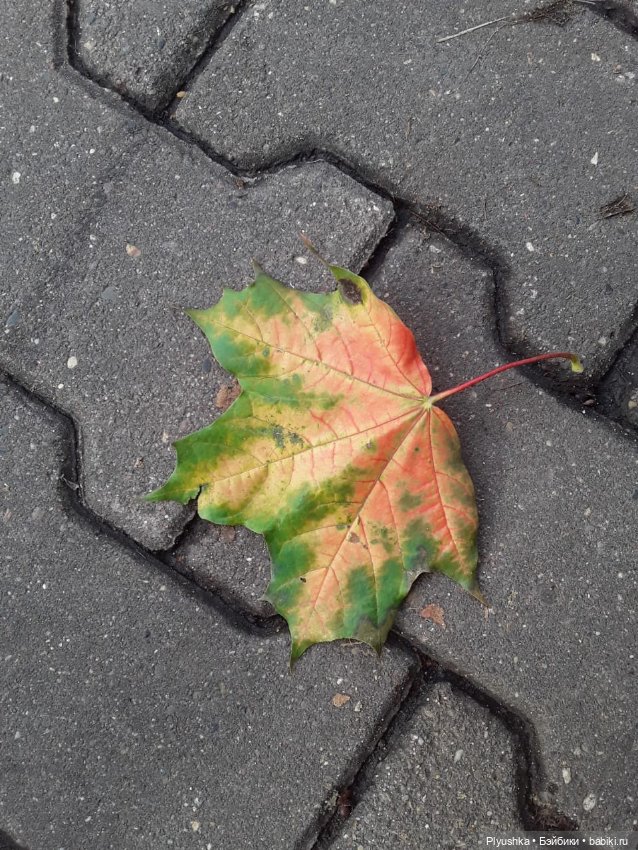 Осень Коллет — Фэшн (фото 5)