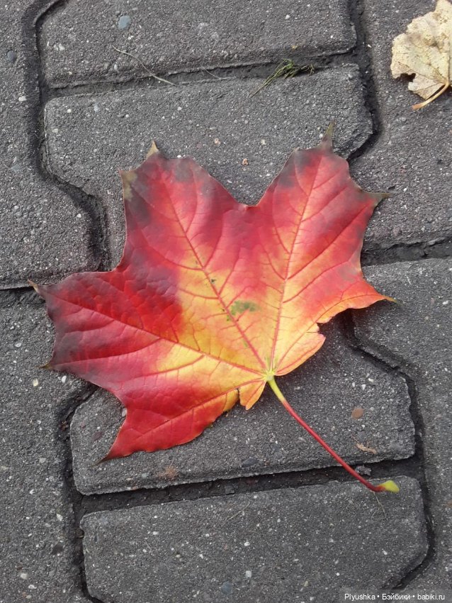 Осень Коллет — Фэшн (фото 6)