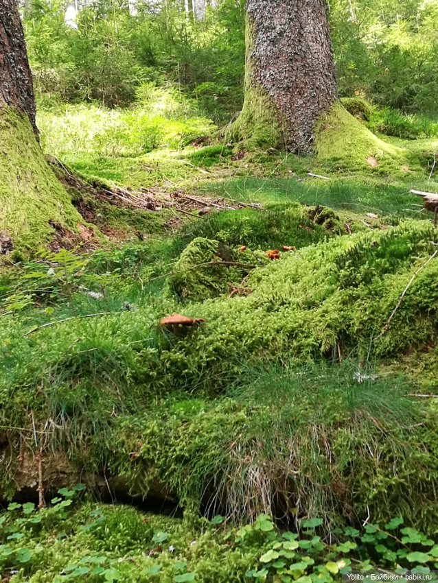 Отпуск в Шварцвальде — Куклы Gabriele Muller (Габриэле Мюллер): немецкий фарфор