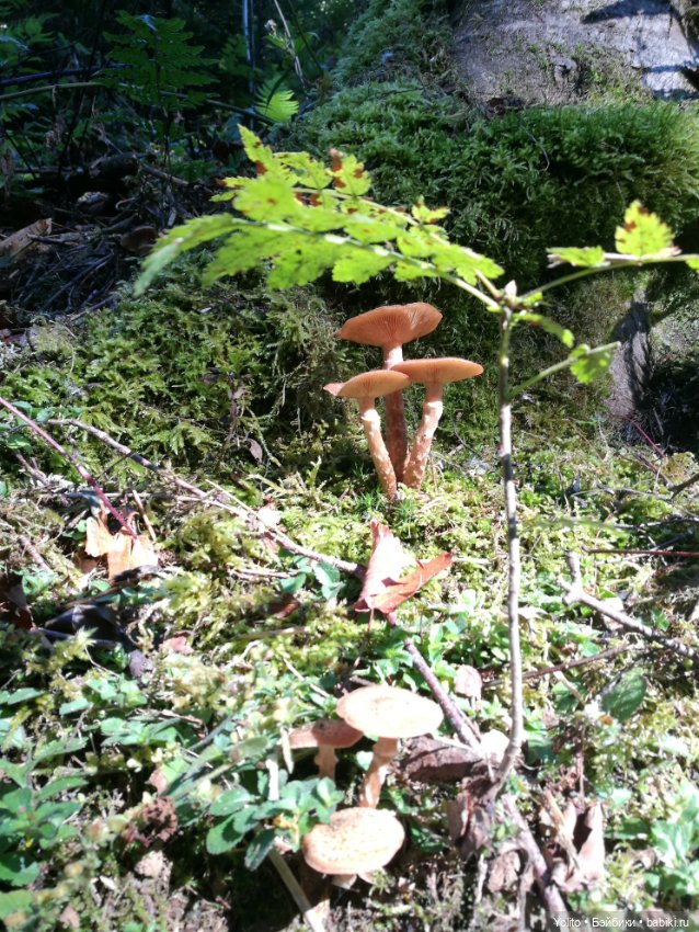 Отпуск в Шварцвальде — Куклы Gabriele Muller (Габриэле Мюллер): немецкий фарфор