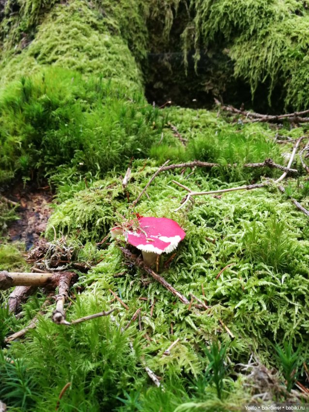 Отпуск в Шварцвальде — Куклы Gabriele Muller (Габриэле Мюллер): немецкий фарфор