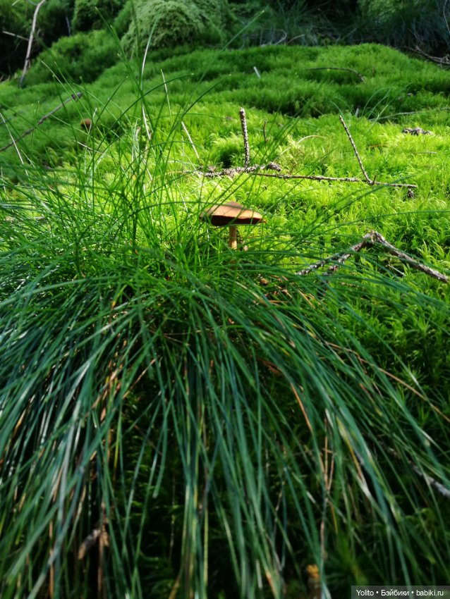 Отпуск в Шварцвальде — Куклы Gabriele Muller (Габриэле Мюллер): немецкий фарфор