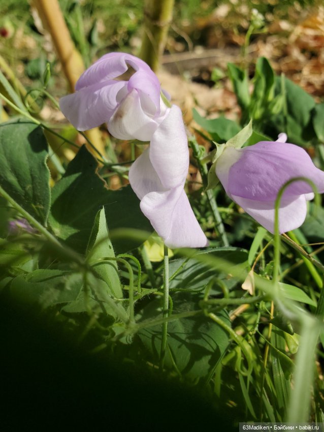 Мышиный горошек — Игровые куклы разных производителей (Разное): редкие бренды (фото 2)