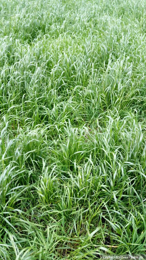 Стич (девочка) — Коллекционные игрушки и фигурки: Lego