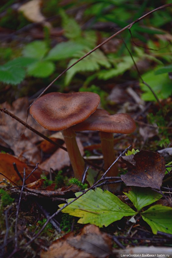 Арион в лесу — Гибридизация кукол BJD (БЖД): пересадка головы (фото 9)