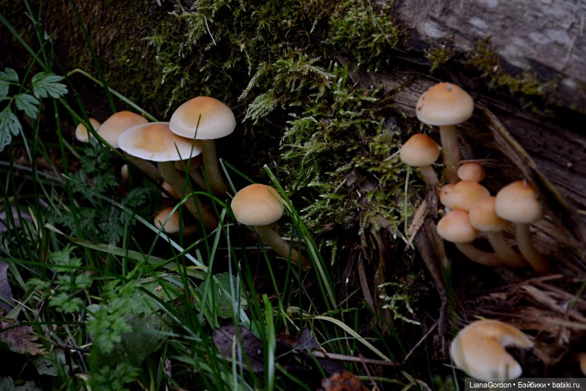 Арион в лесу — Гибридизация кукол BJD (БЖД): пересадка головы