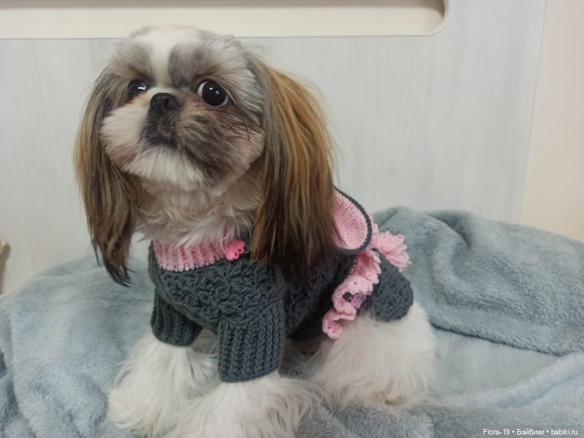 Милая Ши-тцу — Другие хобби и увлечения: сад