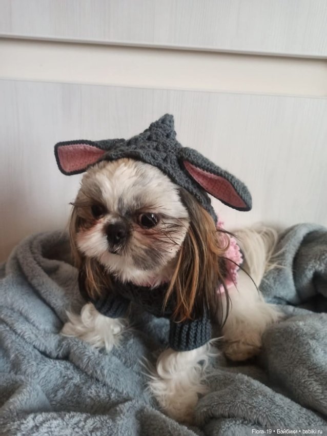 Милая Ши-тцу — Другие хобби и увлечения: сад (фото 3)