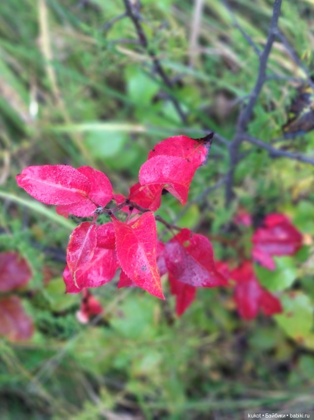 Грибная фея — Куклы Baboliy (Баболи (фото 4)