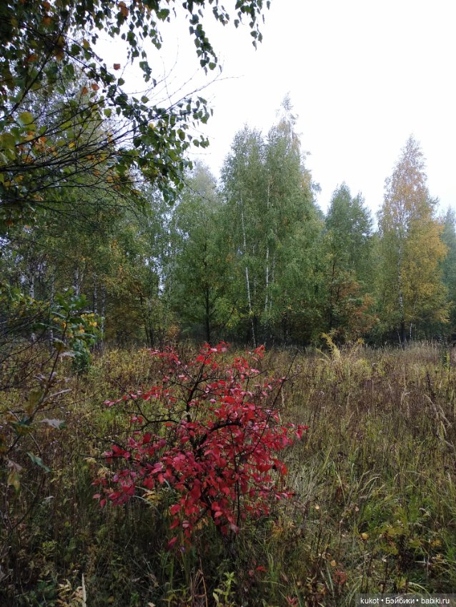 Грибная фея — Куклы Baboliy (Баболи (фото 2)