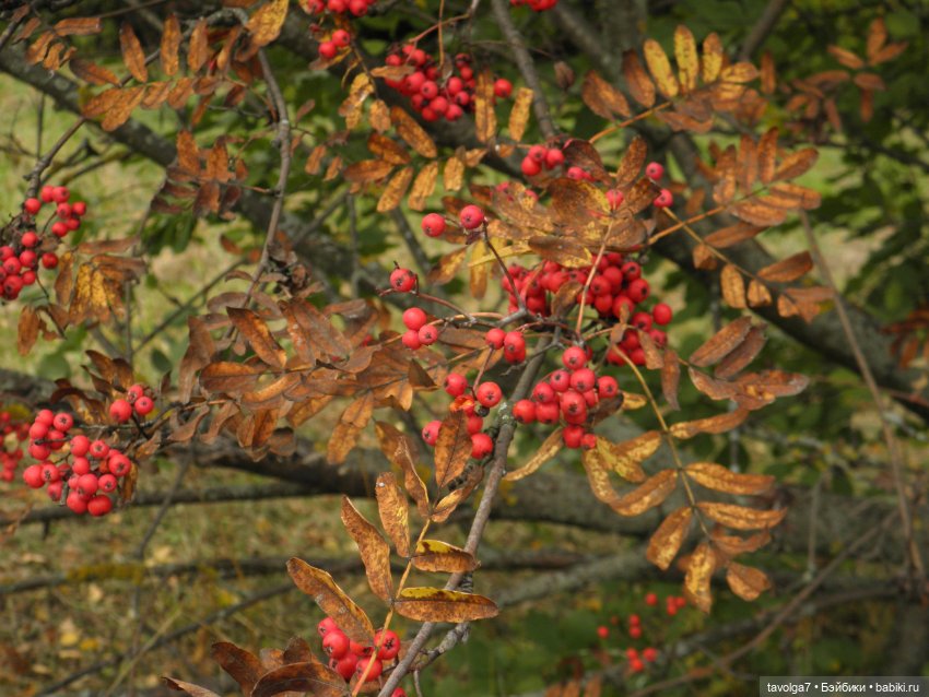 Дюймовочка и осень — Советские винтажные куклы (СССР): Ленигрушка (фото 2)