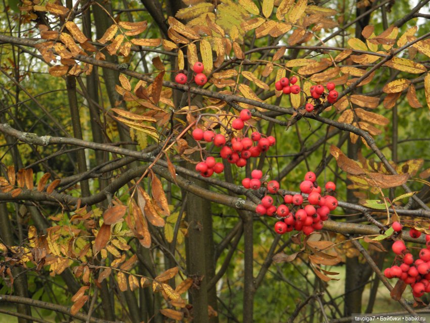 Мелинда из Young Sweethearts 1975 года