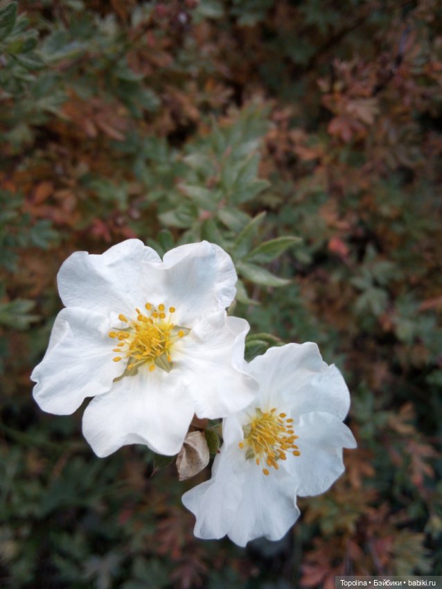 Маринка в Ботаническом саду