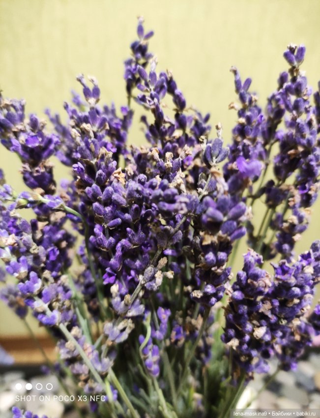 Лягушата — Фарфоровые статуэтки и фигурки: винтаж (фото 9)