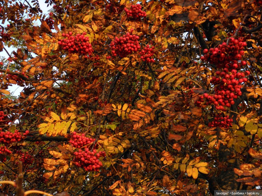 Дора - Peace World of Love 1970х