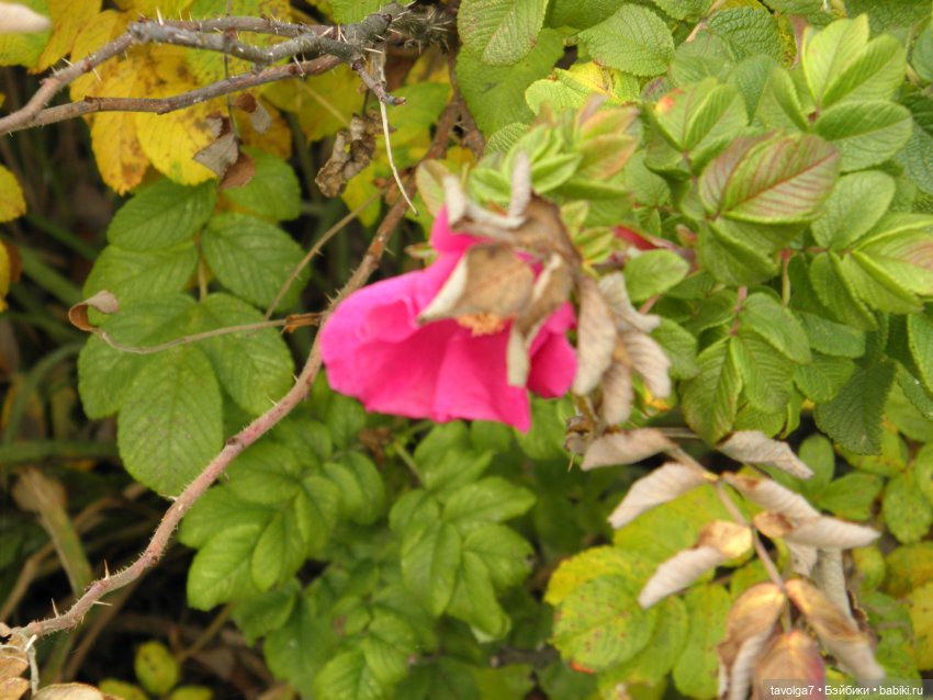 Флёр World of Love 1970х и октябрь 2021