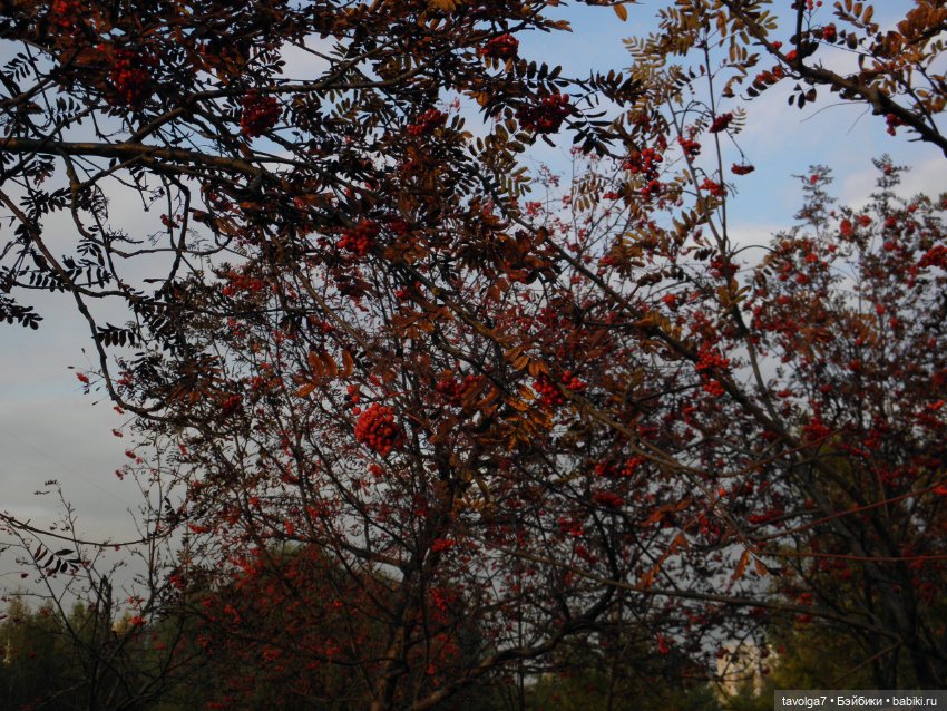 Дора - Peace World of Love 1970х (фото 10)