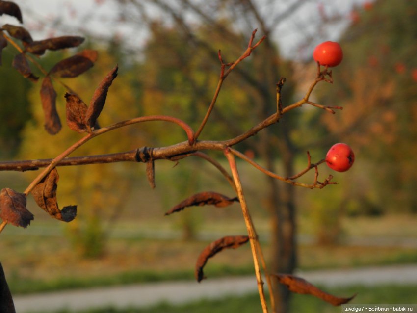 Дора - Peace World of Love 1970х